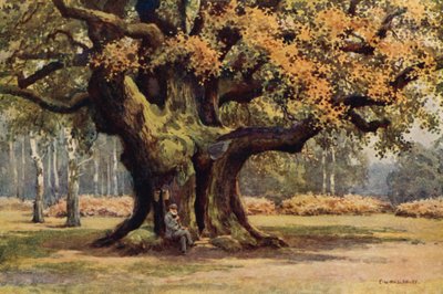The Major Oak, Thoresby Park (farve litho) af Ernest William Haslehust