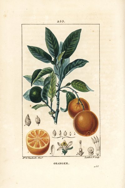 Bigaradier, Appelsin, Citrus aurantium, med gren, blad, blomst, moden og umodne frugt og snit gennem frugt. Håndfarvet stipplet kobberstik af Lambert Junior efter en tegning af Ernestine Panckoucke fra Chaumeton, Poiret og Chamberets " af Ernestine Panckoucke
