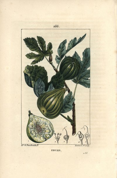 Botanisk tavle: figentræsgren med figner - Figentræ, Ficus carica, viser gren med moden frugt og blade og et snit gennem frugt. Håndfarvet stipple kobberstik af Lambert Junior efter en tegning af Madame E. Panckoucke fra Chaumeton, af Ernestine Panckoucke