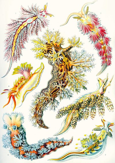 En samling af Nudibranchia fra 