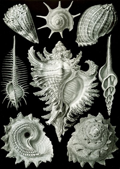 Eksempler på Prosranchia - skaller fra en række forskellige prosobranch gastropoder, fra 