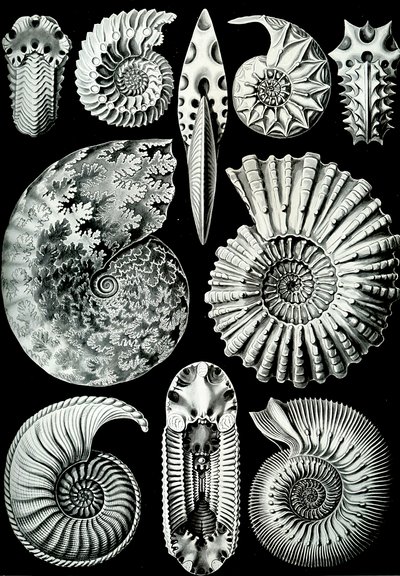 Illustration af Ammonitida fra "Art Forms of Nature" 1904 (litho) af Ernst (after) Haeckel