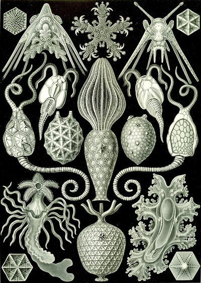 Illustration af Amphoridea fra "Art Forms of Nature" 1904 (litho) af Ernst (after) Haeckel