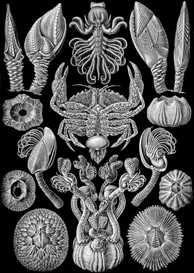 Illustration af Cirripedia fra "Art Forms of Nature" 1904 (litho) af Ernst (after) Haeckel