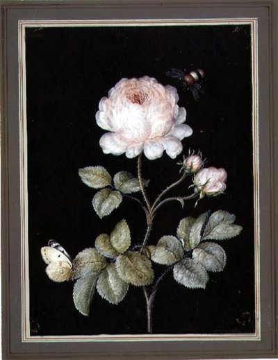 Rose med humlebi og sommerfugl (gouache på papir) af Ernst Friedrich Carl Lang