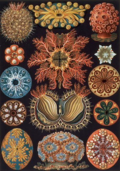Ascidiae, plade 85 fra `Art Forms of Nature` af Ernst Haeckel