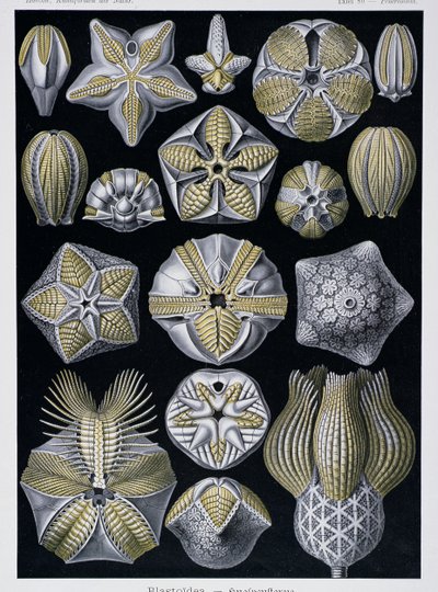 Blastoidea, plade fra Artforms of Nature, ca. 1899-1904 (farvegravering) af Ernst Haeckel