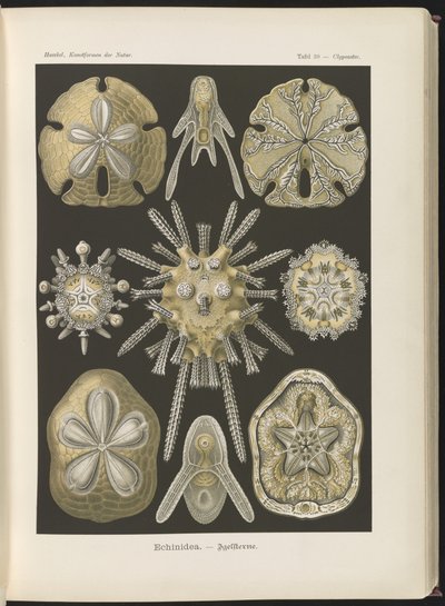Echinidea: søpindsvin og sødollars af Ernst Haeckel