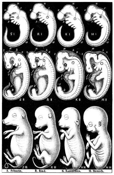 Haeckels comparison of embryos of Pig, Cow, Rabbit and Mandani af Ernst Haeckel