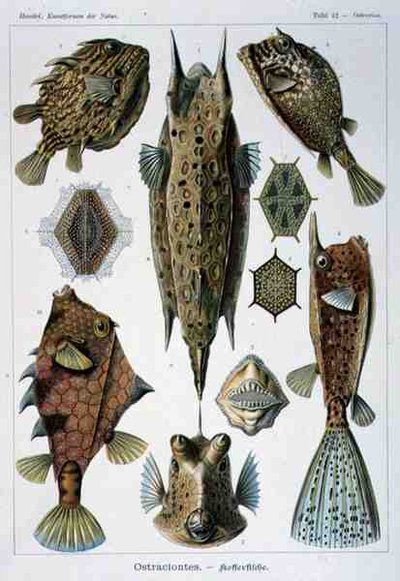 Ostraciontes, tallerken fra Artforms of Nature af Ernst Haeckel