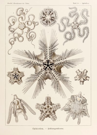 Tavle 10 Ophiothrix Ophiodea fra 