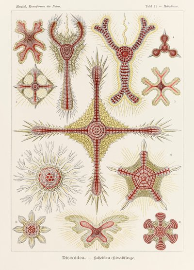 Tavle 11 Heliodiscus Discoidea fra 