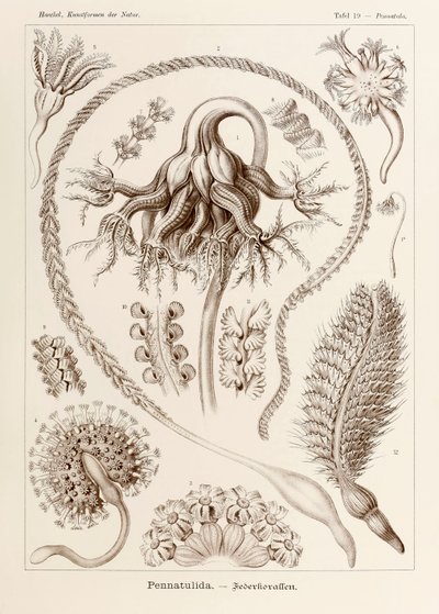 Tavle 19 Pennatula Pennatulida fra 