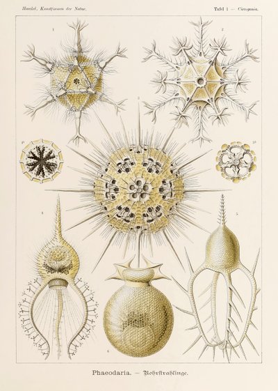 Plade 1 Circogonia Phaeodaria fra 