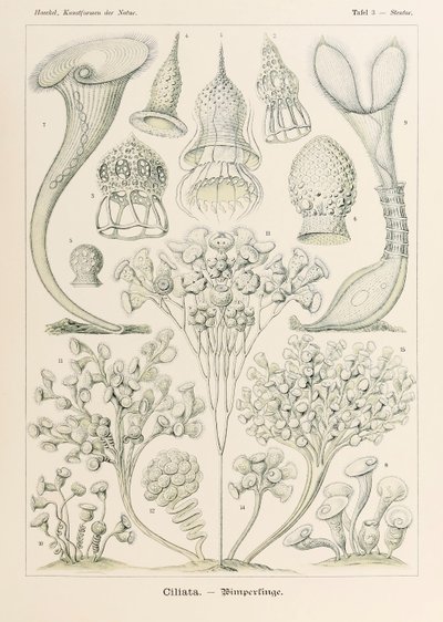 Plade 3 Stentor Ciliata fra 