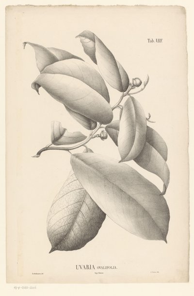Gren med blade og blomsterknopper Uvaria Ovalifolia (titel på objekt) af Ernst Philipp Sixtus