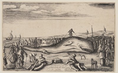 Strandet kaskelothval ved Noordwijk af Esaias van den Velde I