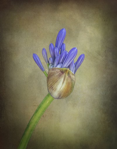Purple Agapanthus Bud af Esteban Rios