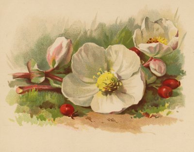 Julerose og bær (chromolitho) af Ethel C. Nisbet