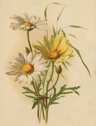 Tusindfryd (chromolitho) af Ethel C. Nisbet