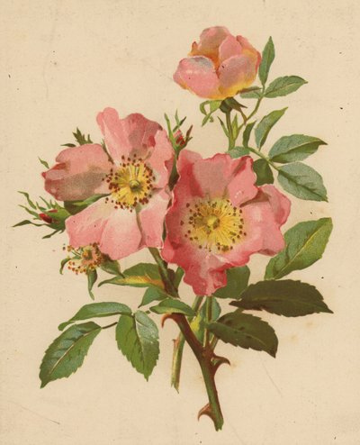 Hunderoser (chromolitho) af Ethel C. Nisbet