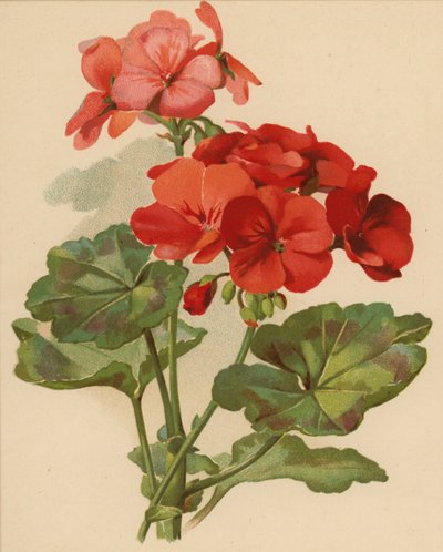 Geranium (chromolitho) af Ethel C. Nisbet