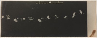 Kronofotografi af en flyvende hejre af Etienne Jules Marey