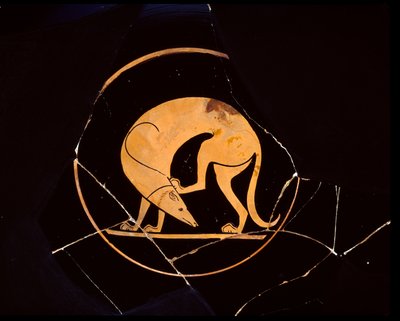 Attic rød-figur kop hund, der klør sig i øret med et bagben, indvendig tondo, 5. århundrede f.Kr. af Euergides painter
