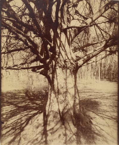 Træ (Garche) Bøg af Eugène Atget