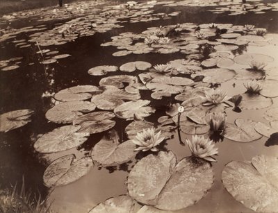 Åkander (Bagatelle) af Eugène Atget