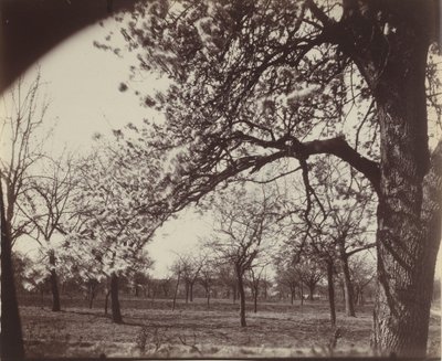 Poirier,1921 (foto) af Eugène Atget