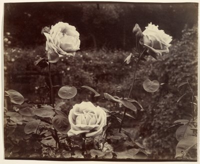 Roser af Eugène Atget