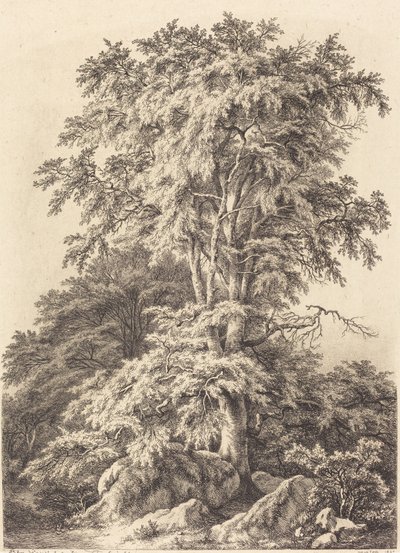 Beech Grove, 1840. af Eugene Bléry