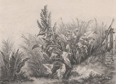 Great Water Dock Plant, 1840. af Eugene Bléry