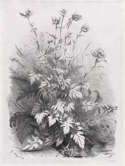 Grupper af forskellige planter tegnet efter naturen: nr. 7 af Eugene Bléry