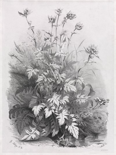 Grupper af forskellige planter tegnet efter naturen: nr. 7, 1848. af Eugene Bléry