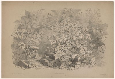 Klaverzuring i pelargonier Oxalis, geranium (titel på objekt) Planten en bloemen (serietitel) Industriel guide hentet fra naturen og litograferet af Bléry (serietitel) af Eugene Bléry