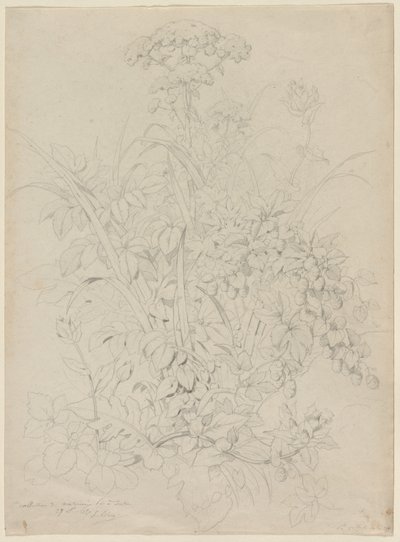 Planteundersøgelse af Eugene Bléry