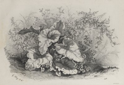 Plantestudie fra en gruppe af forskellige planter tegnet og litograferet efter naturen..., 1848. af Eugene Bléry