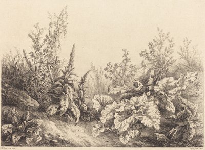 Studie af en burre af Eugene Bléry