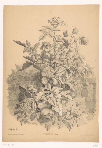 Tomat i rosa Tomat og rose (titel på objekt) Planten en bloemen (serietitel) Industriel guide hentet fra naturen og litografieret af Bléry (serietitel) af Eugene Bléry