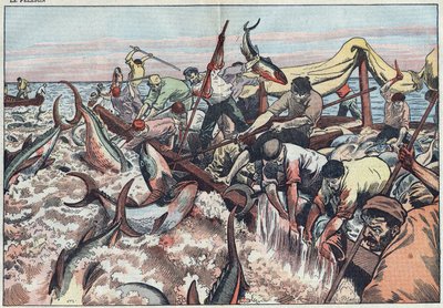 Tunfiskeri i Tunesien - Tun fanges i det sidste net kendt som "corpo", udklækkes med hugtænder og smækkes i fiskerbåden. Illustration af Damblans. I "" Le Pelerin"" af 30. august af Eugene Damblans