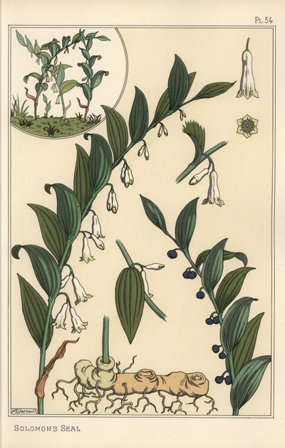Botanisk illustration af Salomons segl, Polygonatum multiflorum af Eugene Grasset