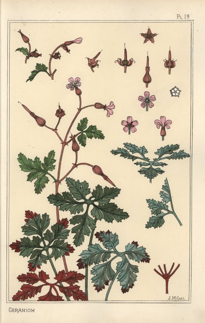 Botanisk illustration af en geraniumblomst, kronblade, blade af Eugene Grasset