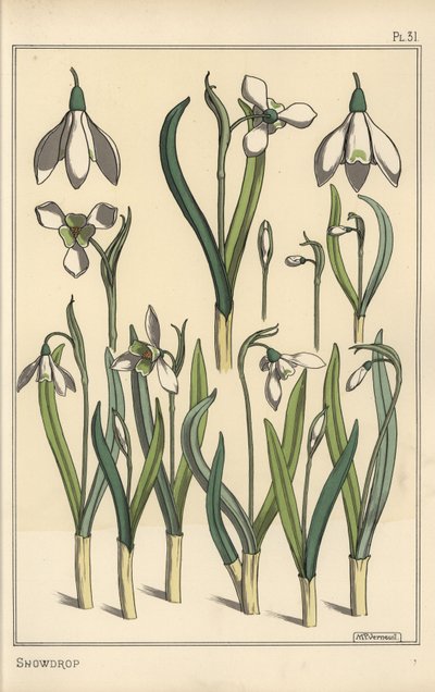 Botanisk illustration af en vintergæk, Galanthus nivalis af Eugene Grasset