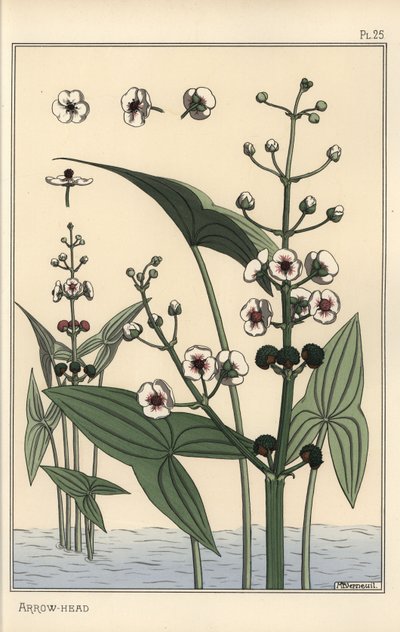 Botanisk illustration af pilespidsen, Sagittaria sagittifolia af Eugene Grasset