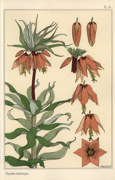 Botanisk illustration af den kejserlige krone, Fritillaria imperialis af Eugene Grasset