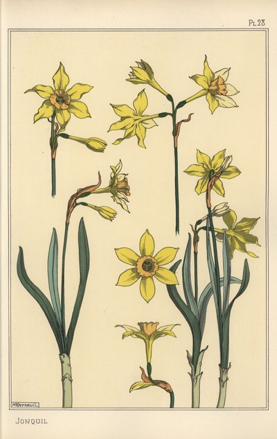 Botanisk illustration af jonquil, Narcissus jonquilla, der viser dele af blomsten af Eugene Grasset