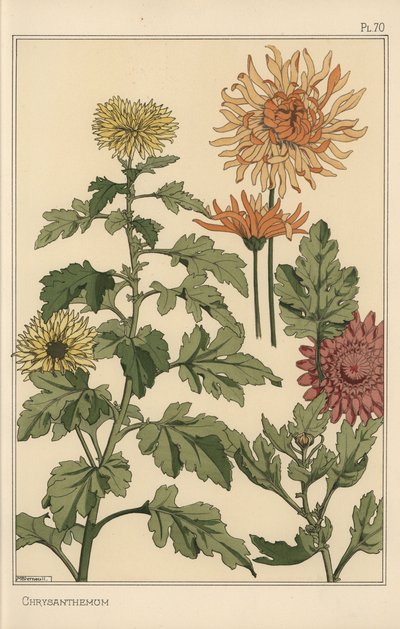 Krysantemum botanisk undersøgelse af Eugene Grasset