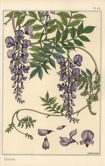 Glycin botanisk undersøgelse af Eugene Grasset